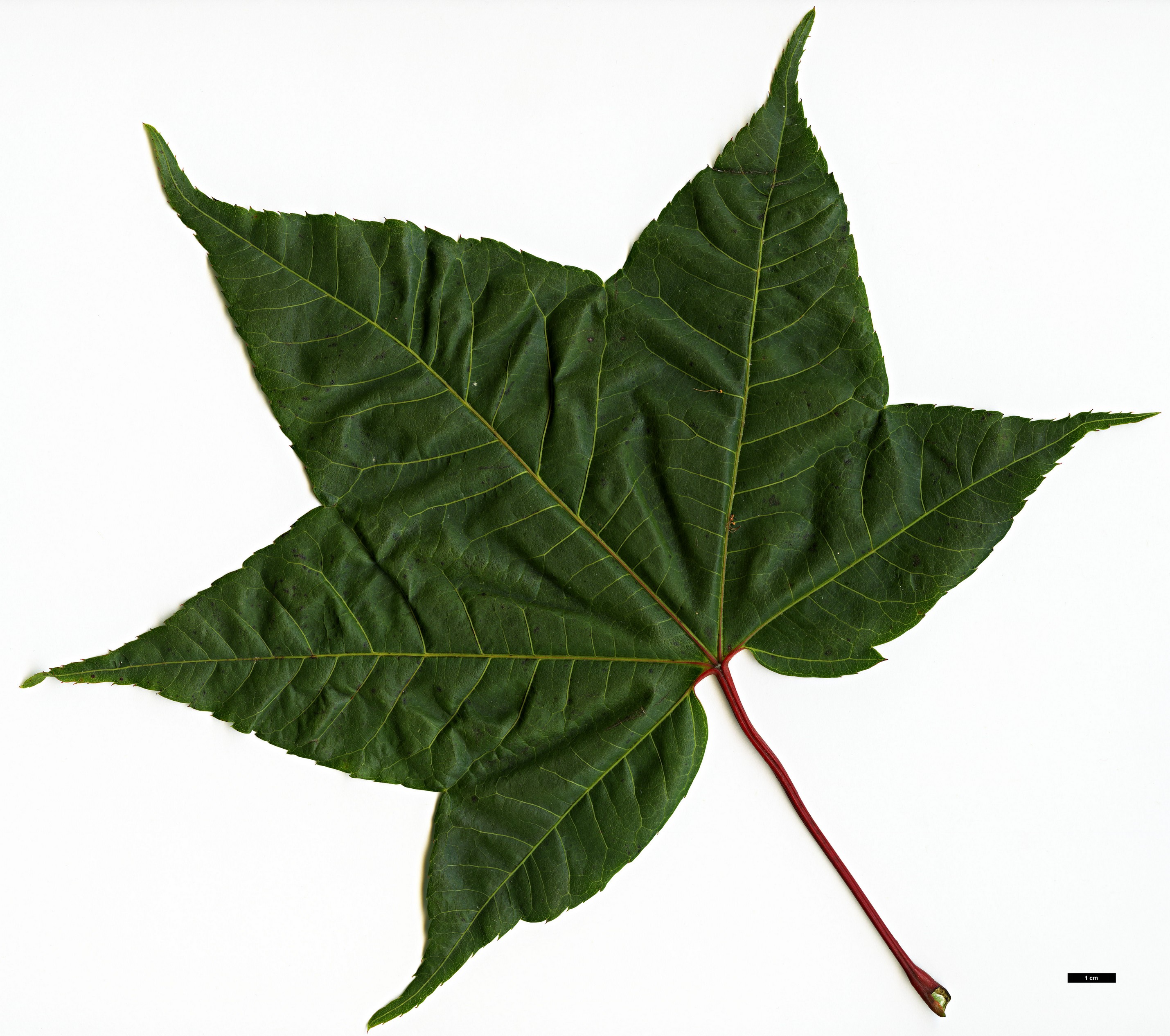 High resolution image: Family: Sapindaceae - Genus: Acer - Taxon: campbellii - SpeciesSub: subsp. flabellatum